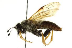 Attēlu rezultāti vaicājumam “Trichiosoma”