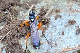 Attēlu rezultāti vaicājumam “Diphyus latebricola”