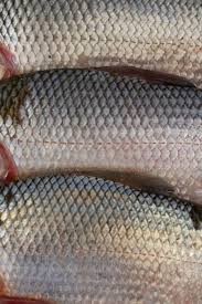 Image result for Alosa alosa