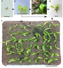 Attēlu rezultāti vaicājumam “Seligeria donniana sporophyte”