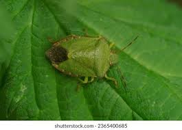 Attēlu rezultāti vaicājumam “Palomena prasina imago”