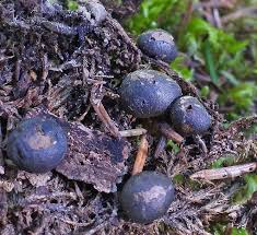 Attēlu rezultāti vaicājumam “Lycogala ustulatum”