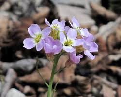 Attēlu rezultāti vaicājumam “Cardaminopsis arenosa”