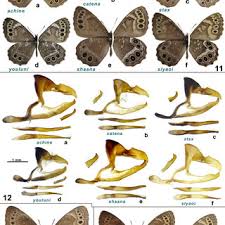 Attēlu rezultāti vaicājumam “Lopinga achine underside”