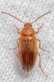 Attēlu rezultāti vaicājumam “Isomira murina”