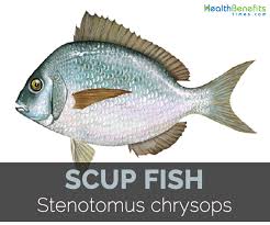 Image result for Stenotomus chrysops