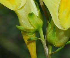 Attēlu rezultāti vaicājumam “Linaria loeselii bud”