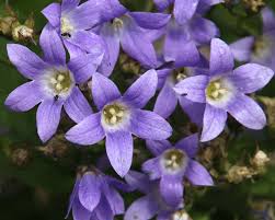 Image result for Campanula affinis