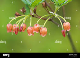 Attēlu rezultāti vaicājumam “Menziesia ferruginea”