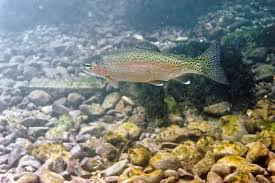 Image result for Oncorhynchus mykiss