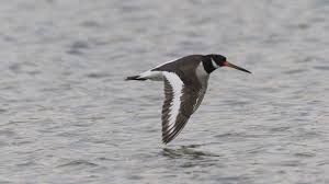 Attēlu rezultāti vaicājumam “Haematopus ostralegus”