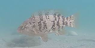 Image result for Tautoga onitis