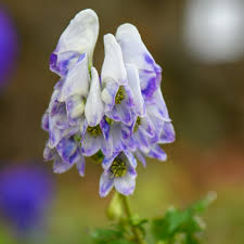 Attēlu rezultāti vaicājumam “Aconitum napellus”
