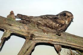 Attēlu rezultāti vaicājumam “Caprimulgus europaeus”