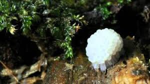 Attēlu rezultāti vaicājumam “Stemonitis fusca plasmodium”