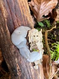 Attēlu rezultāti vaicājumam “Exidia thuretiana”