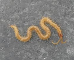 Attēlu rezultāti vaicājumam “Geophilidae”