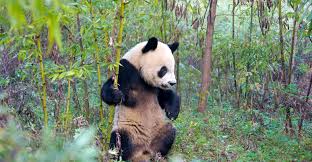 Image result for pandas