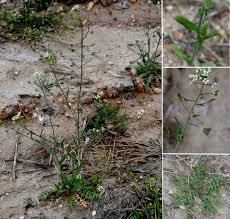 Attēlu rezultāti vaicājumam “Capsella bursa-pastoris leaf”
