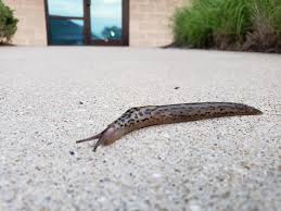 Attēlu rezultāti vaicājumam “Lophozia laxa macro”