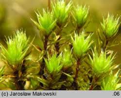Attēlu rezultāti vaicājumam “Bryum caespiticium”