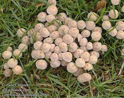 Attēlu rezultāti vaicājumam “Coprinus disseminatus”