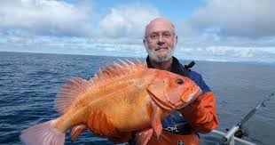 Image result for Sebastes