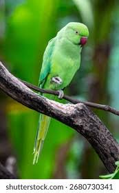 Image result for Psittacula krameri