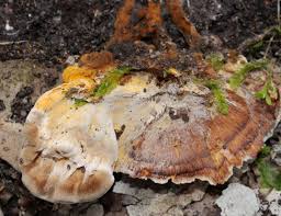 Attēlu rezultāti vaicājumam “Hypomyces chrysospermus”