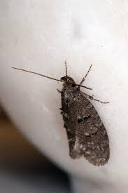 Attēlu rezultāti vaicājumam “Luquetia lobella”