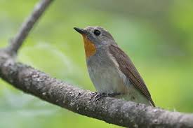 Image result for Ficedula albicilla