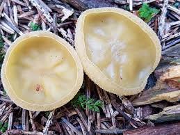 Attēlu rezultāti vaicājumam “Octospora splachnophila”