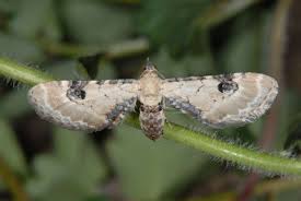 Attēlu rezultāti vaicājumam “Eupithecia centaureata”