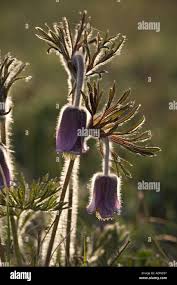 Attēlu rezultāti vaicājumam “Pulsatilla pratensis fruit”