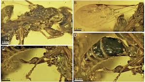 Attēlu rezultāti vaicājumam “Thecabius affinis imago”