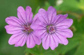 Attēlu rezultāti vaicājumam “Geranium pyrenaicum flower”
