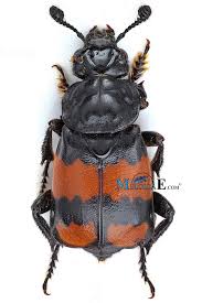 Attēlu rezultāti vaicājumam “Nicrophorus vespilloides”