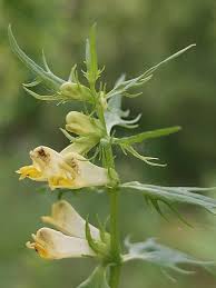 Attēlu rezultāti vaicājumam “Melampyrum pratense”