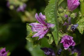 Image result for Malve