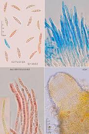 Attēlu rezultāti vaicājumam “Sporophagomyces chrysostomus”
