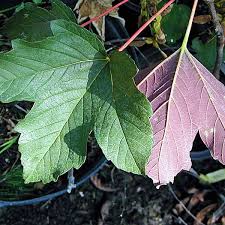 Attēlu rezultāti vaicājumam “Acer pseudoplatanus”