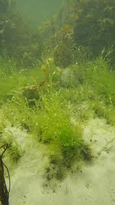 Attēlu rezultāti vaicājumam “Enteromorpha sp.”