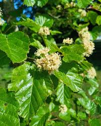 Attēlu rezultāti vaicājumam “Acer tataricum”