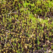 Attēlu rezultāti vaicājumam “Polytrichum commune”