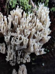 Attēlu rezultāti vaicājumam “Physarum auriscalpium sessile”