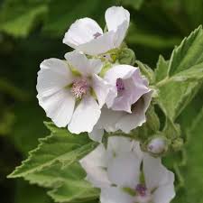 Image result for Althaea officinalis