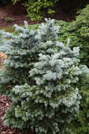 Attēlu rezultāti vaicājumam “Abies veitchii”