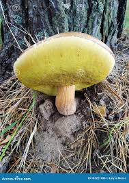 Attēlu rezultāti vaicājumam “Boletus pinophilus”