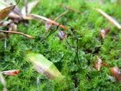 Attēlu rezultāti vaicājumam “Blasia pusilla”