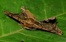 Attēlu rezultāti vaicājumam “Endromidae”